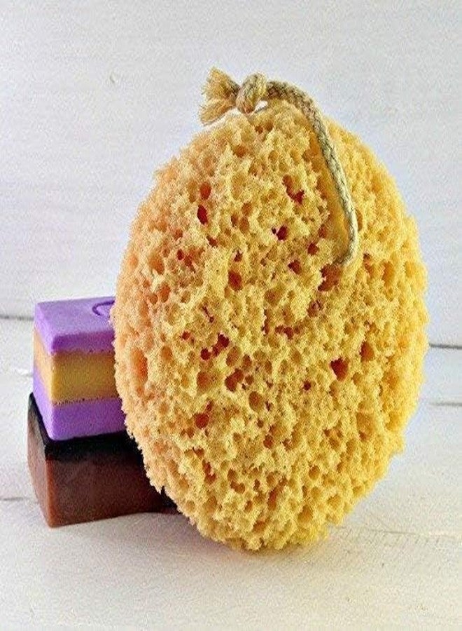 Hendel Exfoliating Foam Sea Sponge 5 Inch Natural Feel with Rope (Pack of 2) - Image 2